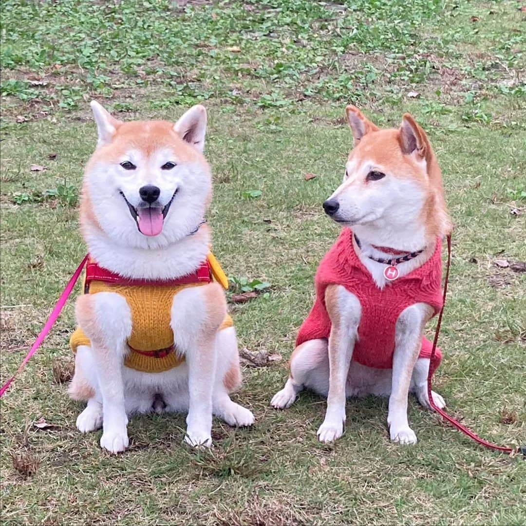 てんパパさんのインスタグラム写真 - (てんパパInstagram)「つぶらな瞳のかわい子ちゃんたち #春てん」10月12日 20時19分 - tenchan.shiba