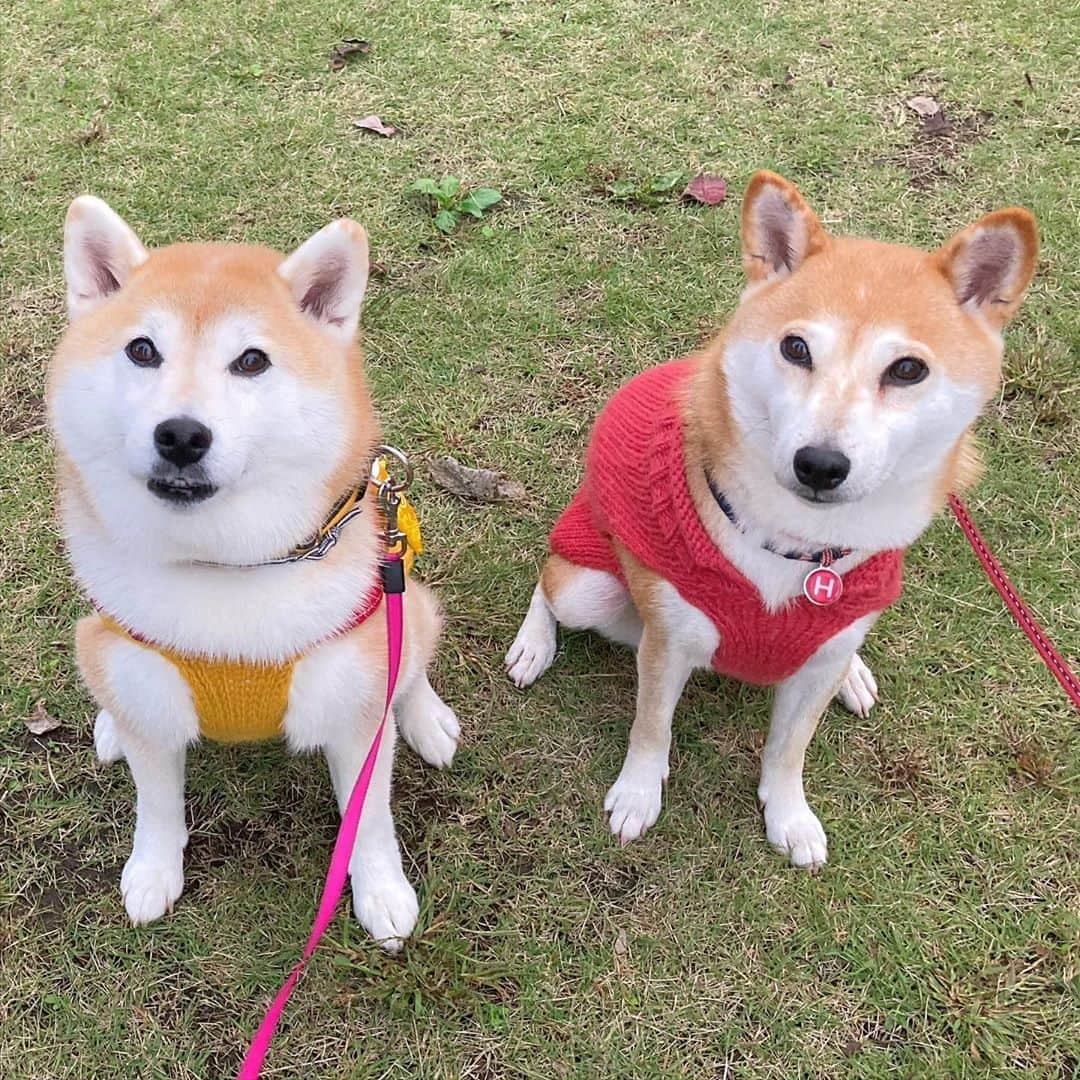 てんパパさんのインスタグラム写真 - (てんパパInstagram)「つぶらな瞳のかわい子ちゃんたち #春てん」10月12日 20時19分 - tenchan.shiba