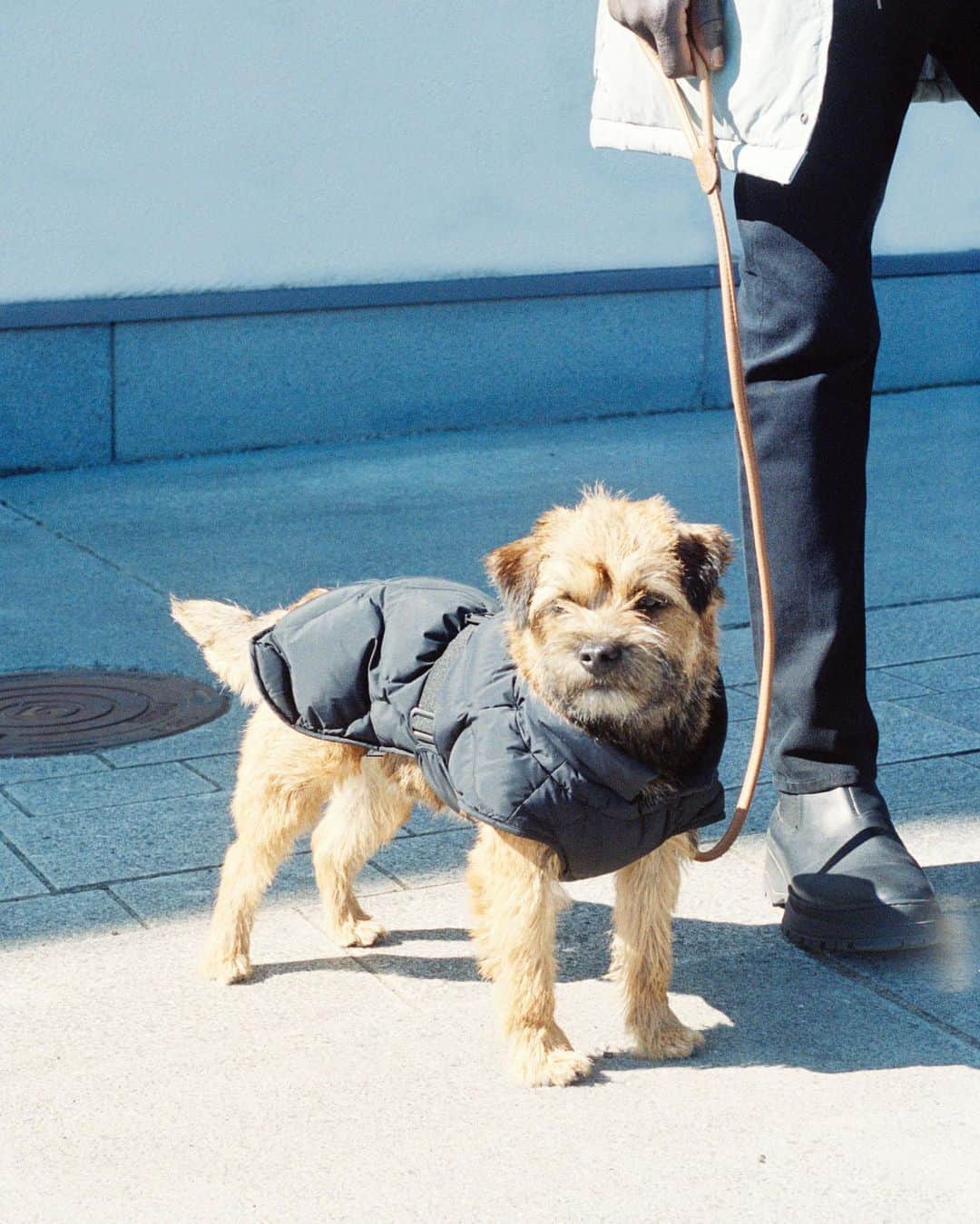 ARKETさんのインスタグラム写真 - (ARKETInstagram)「Part of our Upcycled Down™ collection, this quilted down jacket is specially designed to keep canine family members snug during your cold-weather adventures. Featuring a high neck with drawstring, the jacket closes with an elastic band that keeps the garment comfortably in place. Reflective details increase visibility in the dark. - Upcycled Down™ is a collection of lightweight outerwear and accessories, offering superior natural warmth from reclaimed materials. All of our down filling is sourced from @re_down_recycled_down, which is based in Hungary and France. The down is traceable back to the stage of waste collection and certified to the Global Recycled Standard. - #ARKET #upcycleddown」10月12日 20時41分 - arketofficial