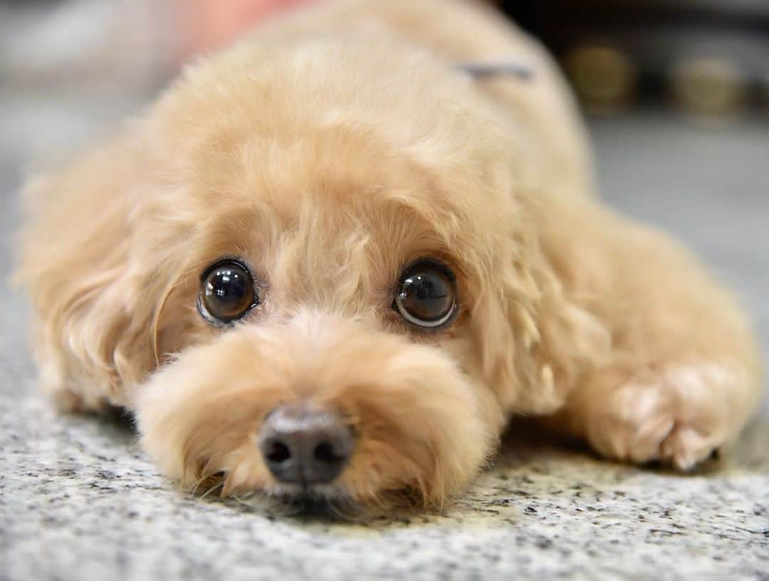 Truffle??松露?トリュフのインスタグラム