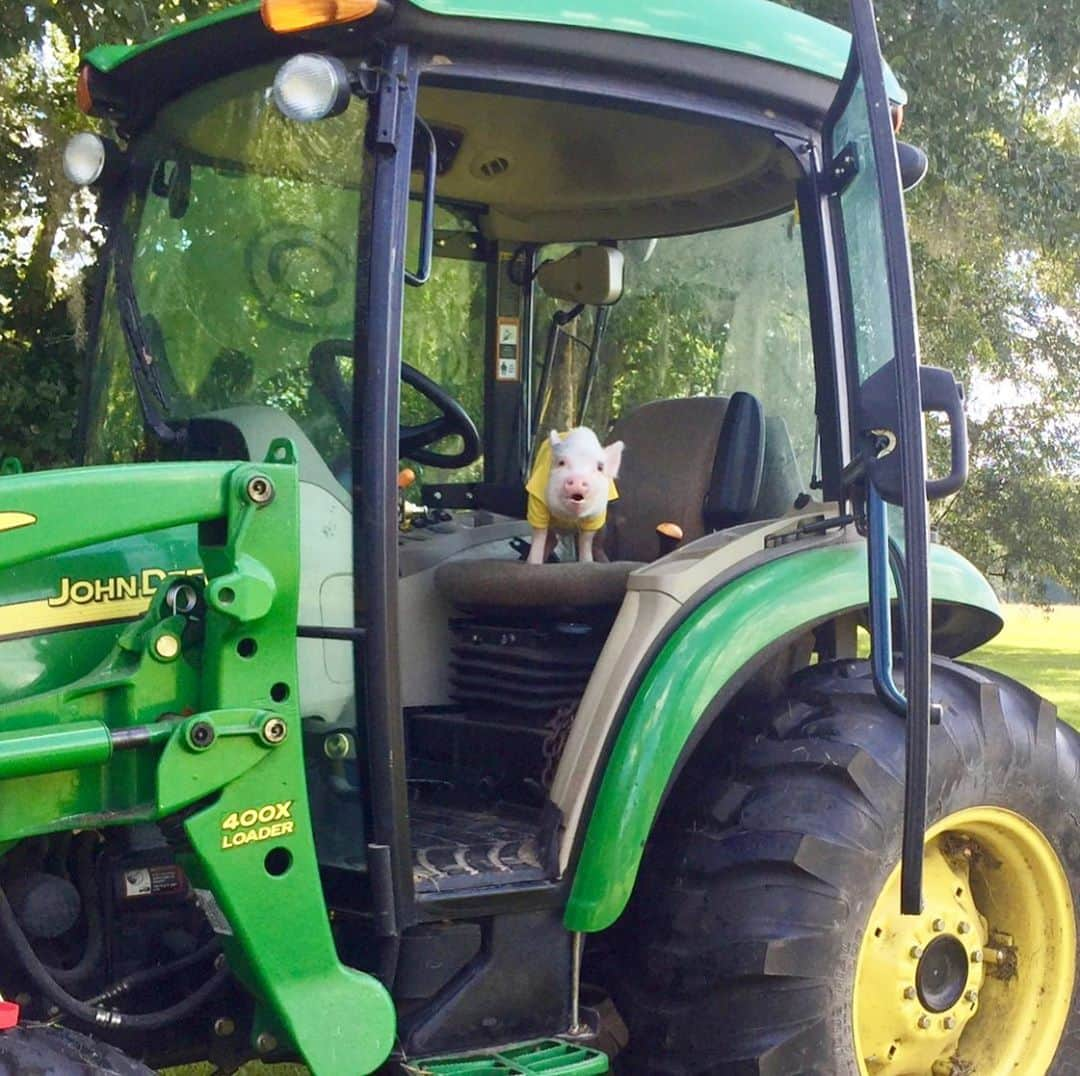 Priscilla and Poppletonさんのインスタグラム写真 - (Priscilla and PoppletonInstagram)「🎵”I’ll take you for a ride on my big green tractor!” Happy #NationalFarmersDay from Baby Farmer Pop and Adult Farmer Pop (swipe to see)...Same tractor, same Pop, same expression, just six years in between! We love you Farmer Pop! ThOINKs for all your hard work on the farm with our rescued friends!🚜🐷#farmerpop #johndeere #biggreentractor #PrissyandPop」10月12日 21時17分 - prissy_pig