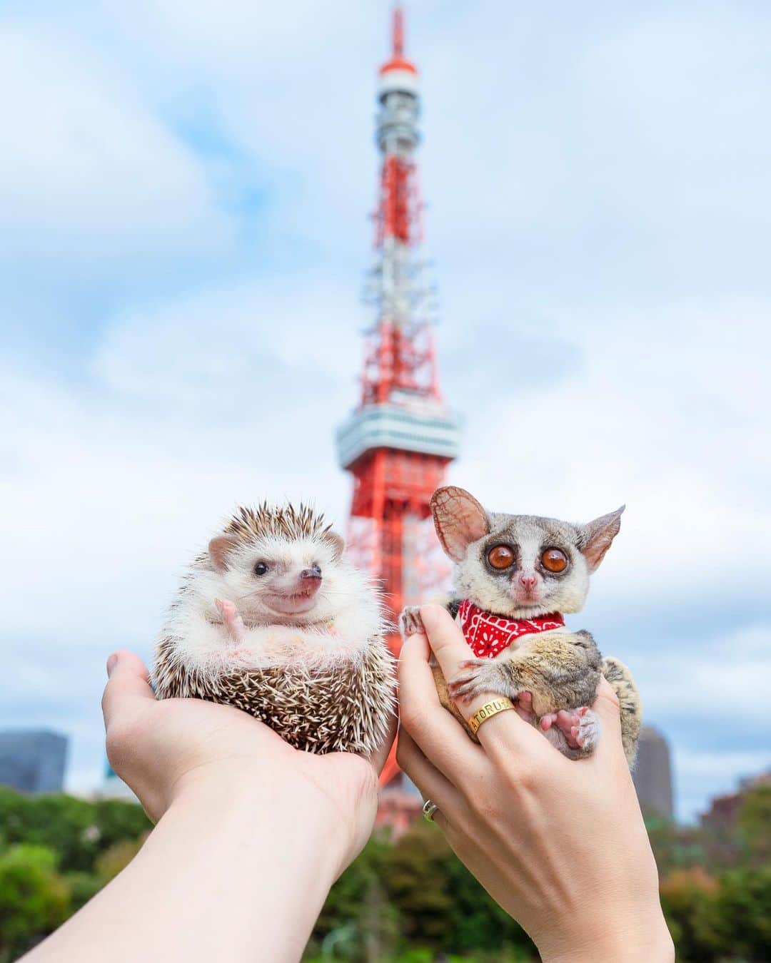 ダーシーのインスタグラム：「Hello🙌🏻 A cute boy with round eyes and big ears🐵✨ @pizzatoru   台風去って奇跡のお散歩日和🌞✨  撮影スタッフは、久しぶり🙋🏻‍♂️ コアラは、初めまして🐨 のピザトルくんと🐵🗼✨  ショパン兄ちゃんのお友達だよ💙💛 コアラもお友達になれたかなぁ🤝✨」