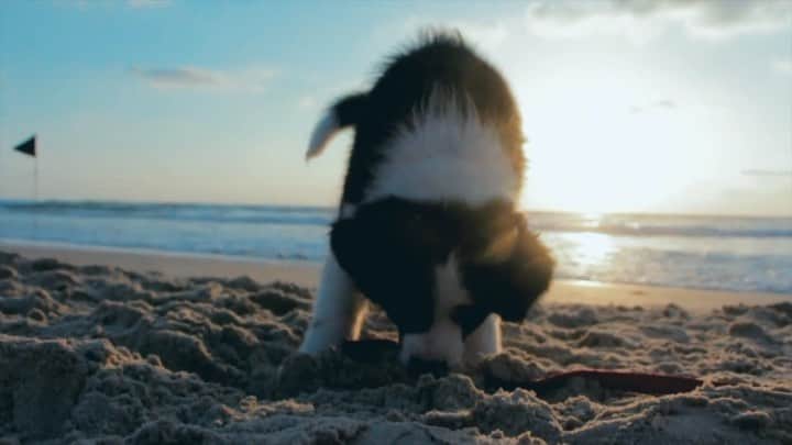 山川就史のインスタグラム：「full ver. Profile→youtube   #ig_japan #japanlife #tokyolife #instajapan #jj #picoftheday #tbt #love #japan #tokyo #swag #instagood  #tflers #beautiful #funjaran #dog #sea #morning #routine」