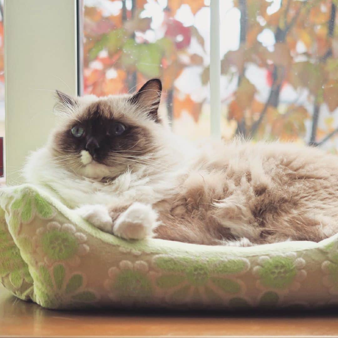 takegaeruのインスタグラム：「あたいもよろしくねん❤️ 秋ランちゃんです😙🍁 #cat #猫 #ragdoll #ラグドール #ホワイトポッチーズ」
