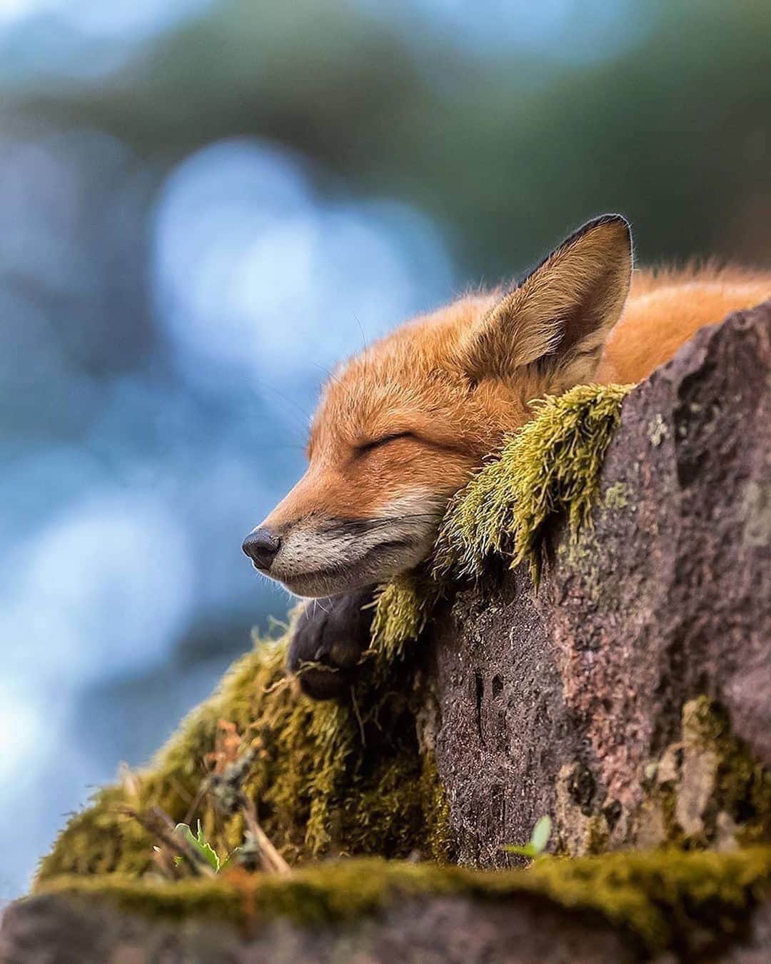 Canon Photographyさんのインスタグラム写真 - (Canon PhotographyInstagram)「Mondays be like 😴 Photography // @soosseli Curated by @steffeneisenacher  #wildlifephotography #wildlife #fox #finland #suomi」10月12日 21時31分 - cpcollectives