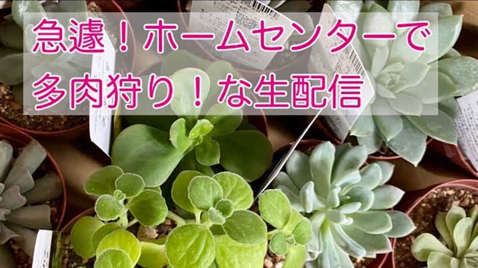 のインスタグラム：「本日、 表に見えない仕事で 都内にいる自分を他所に。  嫁さん 孤軍奮闘中。  なんか、 生配信されております。  持っていない新種を仕入れ、 とても興奮されておるよぉで。  だから、 オイラも一緒に行かせろっつーの。  https://youtu.be/5cS2AmxUkZ4 (プロフィール欄のリンクツリーからYouTubeへジャンプ！)」