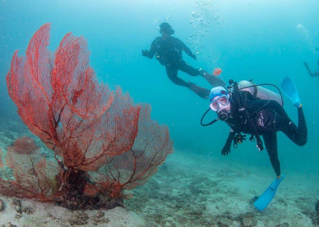 PIMTHAさんのインスタグラム写真 - (PIMTHAInstagram)「Where are you nemo 🥽🐡  📷 @whatthedive9   #phiphiislandvillage #phiphiislandvillagebeachres#EnrichingLife」10月12日 21時54分 - pimtha