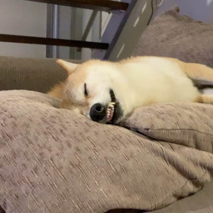 柴犬ハル&保護犬すずのインスタグラム