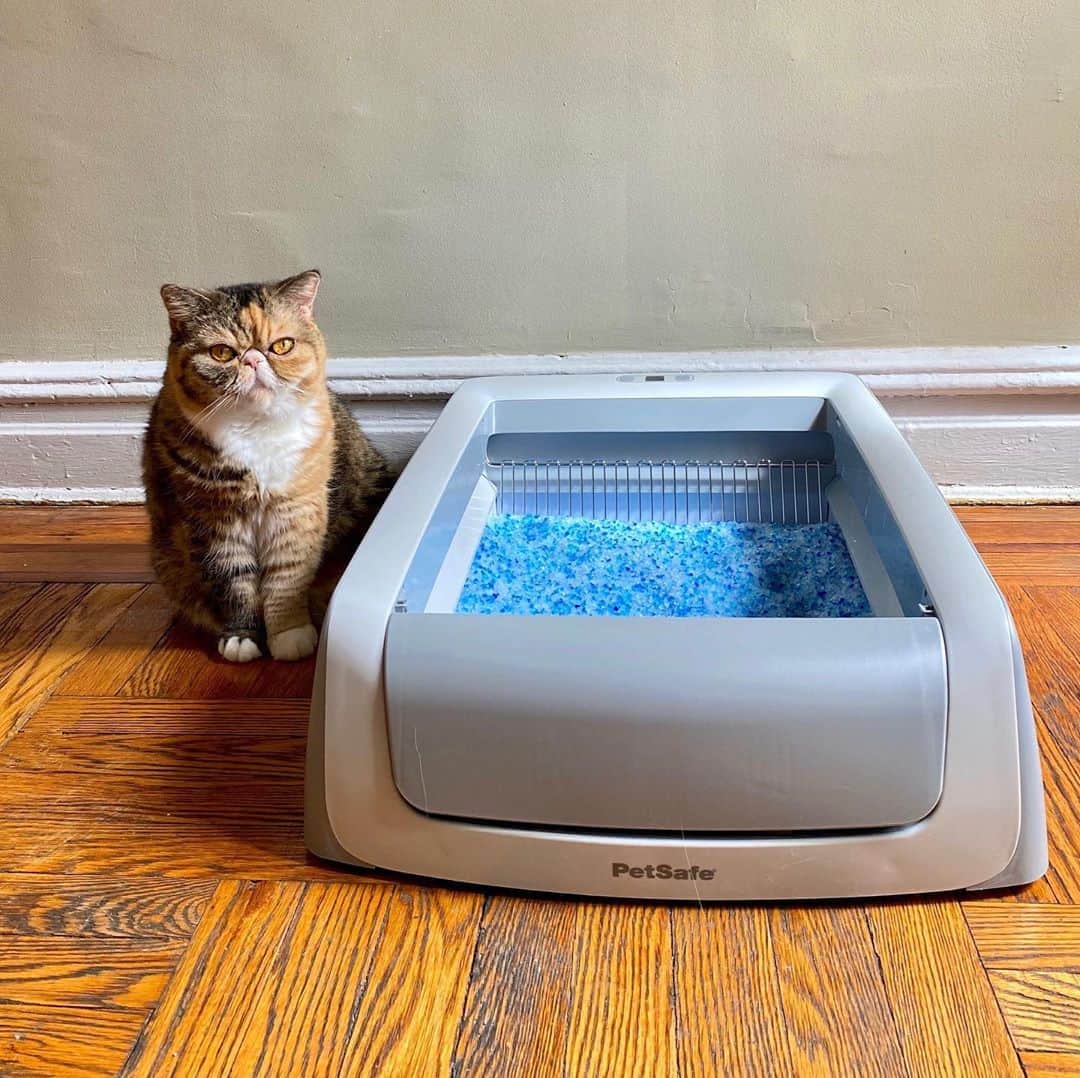 のインスタグラム：「Wheezy is proudly showing off her PetSafe®  ScoopFree Self-Cleaning Litter Box!😻 #Ad The @petsafe ScoopFree Self-Cleaning Litter Box will automatically rake away waste, so you don't have to touch it, see it, or smell it.  You can #livescoopfree and save 20% today at @petco by using code tinaf. See link in bio. Happy shopping!」