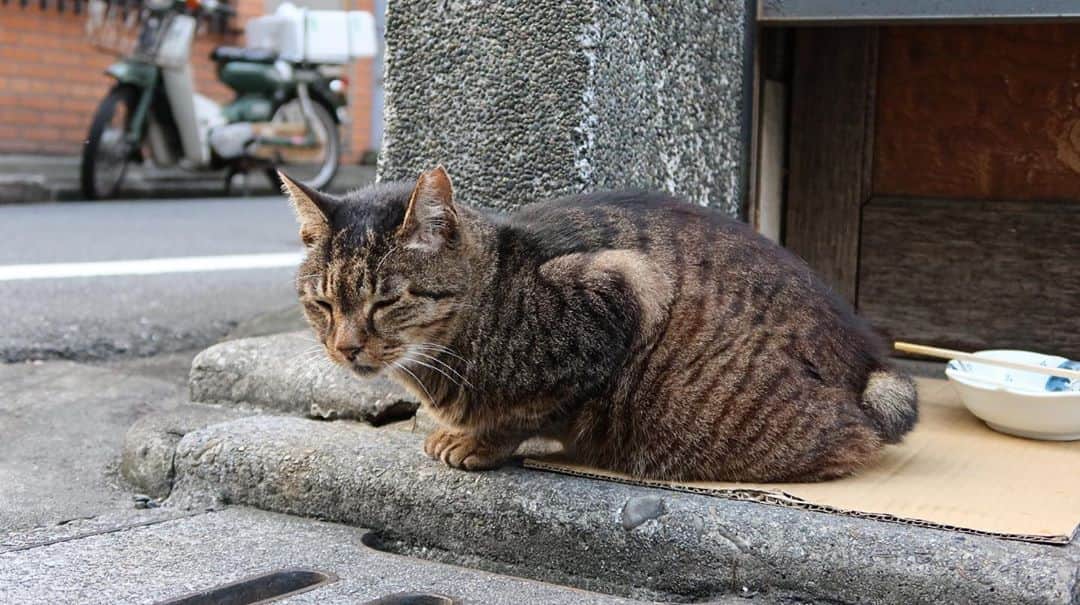 ケリーアンのインスタグラム：「ダンボールケース屋さん📦の店番猫トラ😸  📸Canon G7X Mark 3  次のYouTube動画に取り掛かってるよ✨ 動画撮る時の手ブレが😂💦普段は三脚使ってる👍」