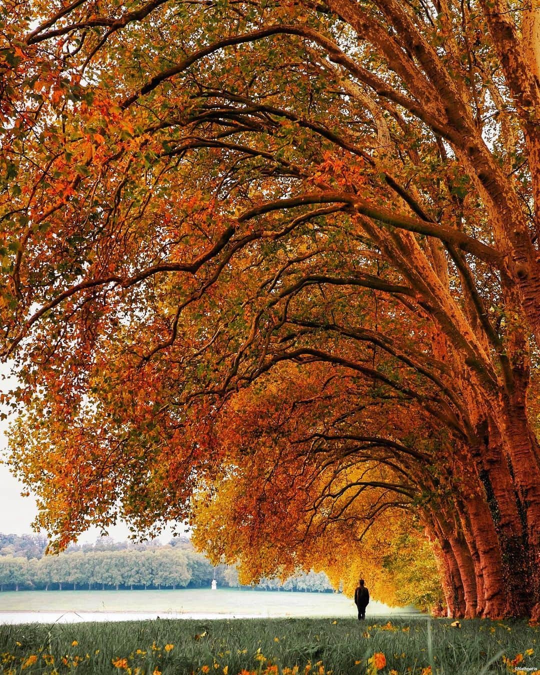 nathparisのインスタグラム：「AUTUMN WALK 🍁 . Feel very small in front of this wonderful nature  Memory of October 2015 Have a nice day 💛」