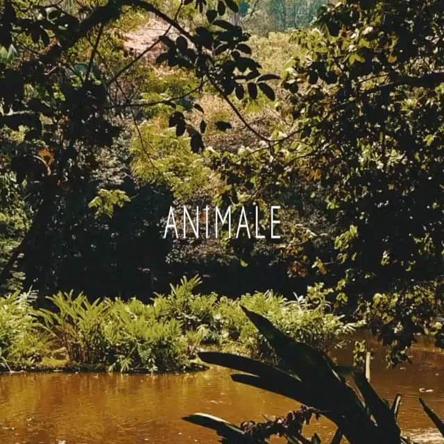 のインスタグラム：「@animalebrasil 🐆🕊🐅🐍🦒🦜 video by @cabelo8588 make @maxwebertotalbeauty styling @luisfiod」