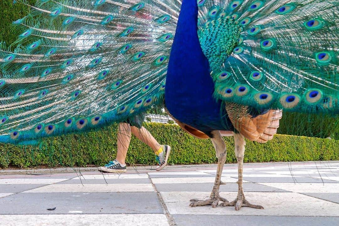 thephotosocietyさんのインスタグラム写真 - (thephotosocietyInstagram)「Photo by @javier_aznar_photography // Feet and shoes, feathers and clothes. If there is a gorgeous and majestic bird, this is the Indian peafowl (Pavo cristatus). This species is native to the Indian subcontinent, but has been introduced to many other countries, being really common in city parks. The Retiro is one of those parks where you can enjoy them.  Follow me @javier_aznar_photography for more images and stories.  #animals #peafowl #birds #streetphotography #Madrid」10月12日 22時14分 - thephotosociety