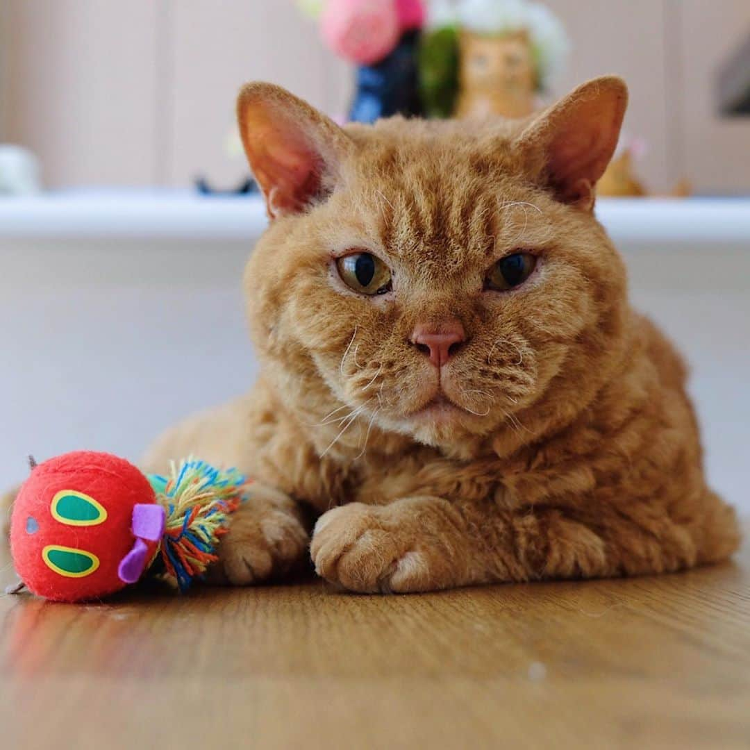 ギネス & ピムスさんのインスタグラム写真 - (ギネス & ピムスInstagram)「12/10/2020 Happy Monday! ・ Chubby Pimms.  "The stuffed toy caterpillar I got from Nagi is my recent favourite." Have a good week! ・ ・ ピム丸関は洋梨体型🍐 これでもロンドンにいた頃より 200gのダイエットに成功しました。笑 お手手はもふもふで大きめ。 ・ 話は変わり ロンドンで暮らしてた時に購入した 洋服や小物、インテリア雑貨とか クローゼットを整理したく フリーマーケットみたいなもので 販売出来たらいいなと思っているのですが、 何かオススメのイベントなど ご存知でしたら教えて下さい！ とは言ってもお凪がいるので 時間とれるかは謎ですけど… 捨てるのも勿体無いし 買い取りサービスを利用というより ちゃんとお客さまとお話ししながら お譲り出来たらいいなと思ってたり。 なんせお洋服は柄ものなど派手な物が多いですから😂 それでは 今週もよろしくお願いします♬ ・ ・」10月12日 22時35分 - rina_takei