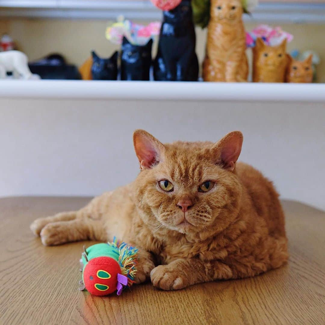 ギネス & ピムスさんのインスタグラム写真 - (ギネス & ピムスInstagram)「12/10/2020 Happy Monday! ・ Chubby Pimms.  "The stuffed toy caterpillar I got from Nagi is my recent favourite." Have a good week! ・ ・ ピム丸関は洋梨体型🍐 これでもロンドンにいた頃より 200gのダイエットに成功しました。笑 お手手はもふもふで大きめ。 ・ 話は変わり ロンドンで暮らしてた時に購入した 洋服や小物、インテリア雑貨とか クローゼットを整理したく フリーマーケットみたいなもので 販売出来たらいいなと思っているのですが、 何かオススメのイベントなど ご存知でしたら教えて下さい！ とは言ってもお凪がいるので 時間とれるかは謎ですけど… 捨てるのも勿体無いし 買い取りサービスを利用というより ちゃんとお客さまとお話ししながら お譲り出来たらいいなと思ってたり。 なんせお洋服は柄ものなど派手な物が多いですから😂 それでは 今週もよろしくお願いします♬ ・ ・」10月12日 22時35分 - rina_takei