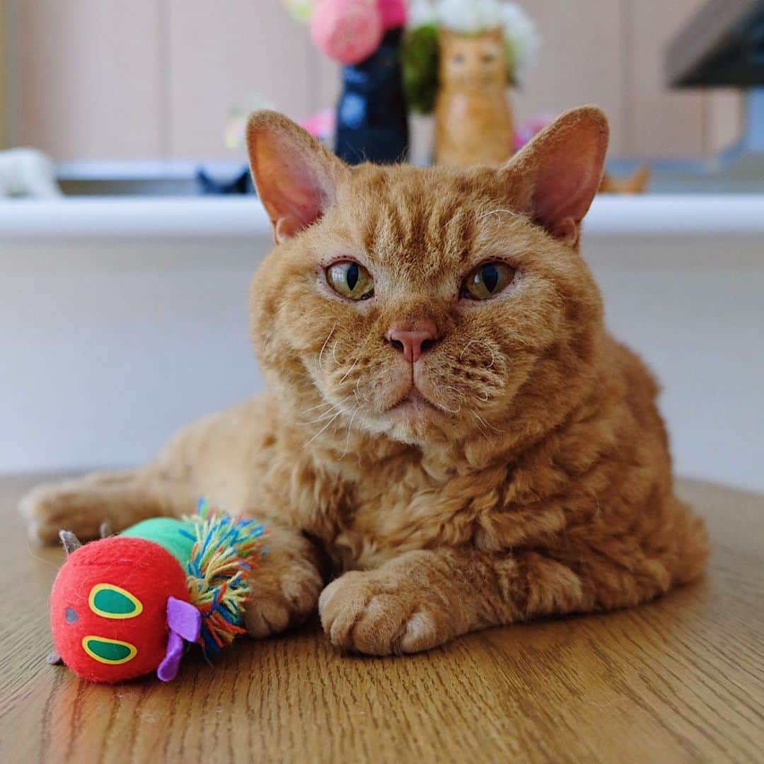 ギネス & ピムスさんのインスタグラム写真 - (ギネス & ピムスInstagram)「12/10/2020 Happy Monday! ・ Chubby Pimms.  "The stuffed toy caterpillar I got from Nagi is my recent favourite." Have a good week! ・ ・ ピム丸関は洋梨体型🍐 これでもロンドンにいた頃より 200gのダイエットに成功しました。笑 お手手はもふもふで大きめ。 ・ 話は変わり ロンドンで暮らしてた時に購入した 洋服や小物、インテリア雑貨とか クローゼットを整理したく フリーマーケットみたいなもので 販売出来たらいいなと思っているのですが、 何かオススメのイベントなど ご存知でしたら教えて下さい！ とは言ってもお凪がいるので 時間とれるかは謎ですけど… 捨てるのも勿体無いし 買い取りサービスを利用というより ちゃんとお客さまとお話ししながら お譲り出来たらいいなと思ってたり。 なんせお洋服は柄ものなど派手な物が多いですから😂 それでは 今週もよろしくお願いします♬ ・ ・」10月12日 22時35分 - rina_takei