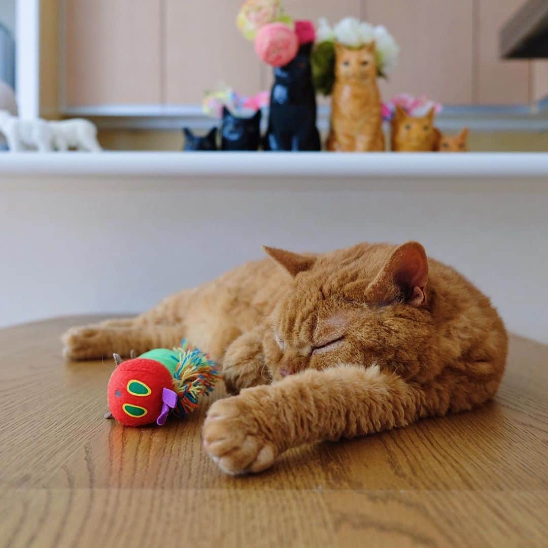 ギネス & ピムスさんのインスタグラム写真 - (ギネス & ピムスInstagram)「12/10/2020 Happy Monday! ・ Chubby Pimms.  "The stuffed toy caterpillar I got from Nagi is my recent favourite." Have a good week! ・ ・ ピム丸関は洋梨体型🍐 これでもロンドンにいた頃より 200gのダイエットに成功しました。笑 お手手はもふもふで大きめ。 ・ 話は変わり ロンドンで暮らしてた時に購入した 洋服や小物、インテリア雑貨とか クローゼットを整理したく フリーマーケットみたいなもので 販売出来たらいいなと思っているのですが、 何かオススメのイベントなど ご存知でしたら教えて下さい！ とは言ってもお凪がいるので 時間とれるかは謎ですけど… 捨てるのも勿体無いし 買い取りサービスを利用というより ちゃんとお客さまとお話ししながら お譲り出来たらいいなと思ってたり。 なんせお洋服は柄ものなど派手な物が多いですから😂 それでは 今週もよろしくお願いします♬ ・ ・」10月12日 22時35分 - rina_takei