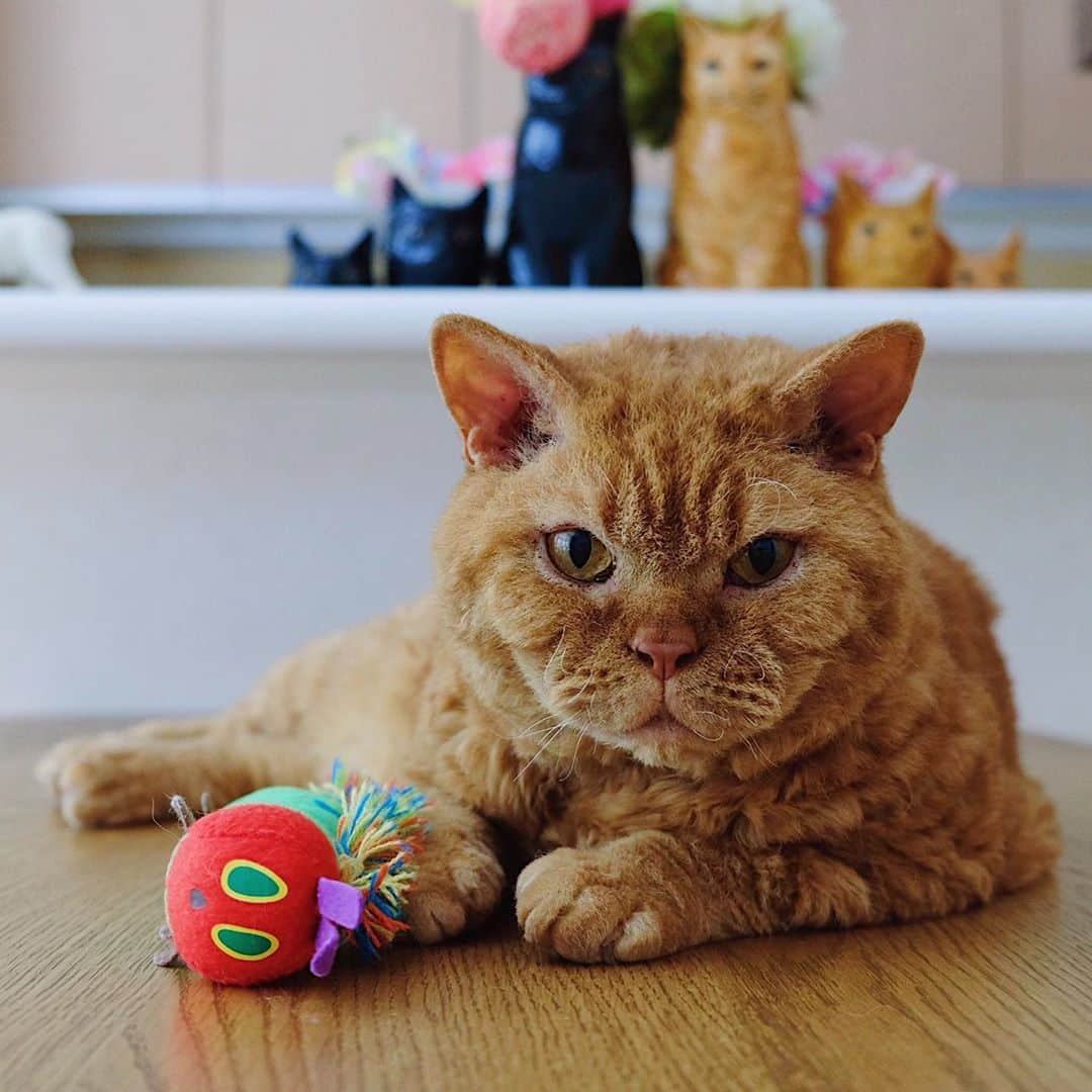 ギネス & ピムスさんのインスタグラム写真 - (ギネス & ピムスInstagram)「12/10/2020 Happy Monday! ・ Chubby Pimms.  "The stuffed toy caterpillar I got from Nagi is my recent favourite." Have a good week! ・ ・ ピム丸関は洋梨体型🍐 これでもロンドンにいた頃より 200gのダイエットに成功しました。笑 お手手はもふもふで大きめ。 ・ 話は変わり ロンドンで暮らしてた時に購入した 洋服や小物、インテリア雑貨とか クローゼットを整理したく フリーマーケットみたいなもので 販売出来たらいいなと思っているのですが、 何かオススメのイベントなど ご存知でしたら教えて下さい！ とは言ってもお凪がいるので 時間とれるかは謎ですけど… 捨てるのも勿体無いし 買い取りサービスを利用というより ちゃんとお客さまとお話ししながら お譲り出来たらいいなと思ってたり。 なんせお洋服は柄ものなど派手な物が多いですから😂 それでは 今週もよろしくお願いします♬ ・ ・」10月12日 22時35分 - rina_takei