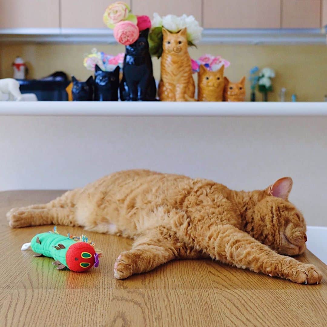 ギネス & ピムスさんのインスタグラム写真 - (ギネス & ピムスInstagram)「12/10/2020 Happy Monday! ・ Chubby Pimms.  "The stuffed toy caterpillar I got from Nagi is my recent favourite." Have a good week! ・ ・ ピム丸関は洋梨体型🍐 これでもロンドンにいた頃より 200gのダイエットに成功しました。笑 お手手はもふもふで大きめ。 ・ 話は変わり ロンドンで暮らしてた時に購入した 洋服や小物、インテリア雑貨とか クローゼットを整理したく フリーマーケットみたいなもので 販売出来たらいいなと思っているのですが、 何かオススメのイベントなど ご存知でしたら教えて下さい！ とは言ってもお凪がいるので 時間とれるかは謎ですけど… 捨てるのも勿体無いし 買い取りサービスを利用というより ちゃんとお客さまとお話ししながら お譲り出来たらいいなと思ってたり。 なんせお洋服は柄ものなど派手な物が多いですから😂 それでは 今週もよろしくお願いします♬ ・ ・」10月12日 22時35分 - rina_takei