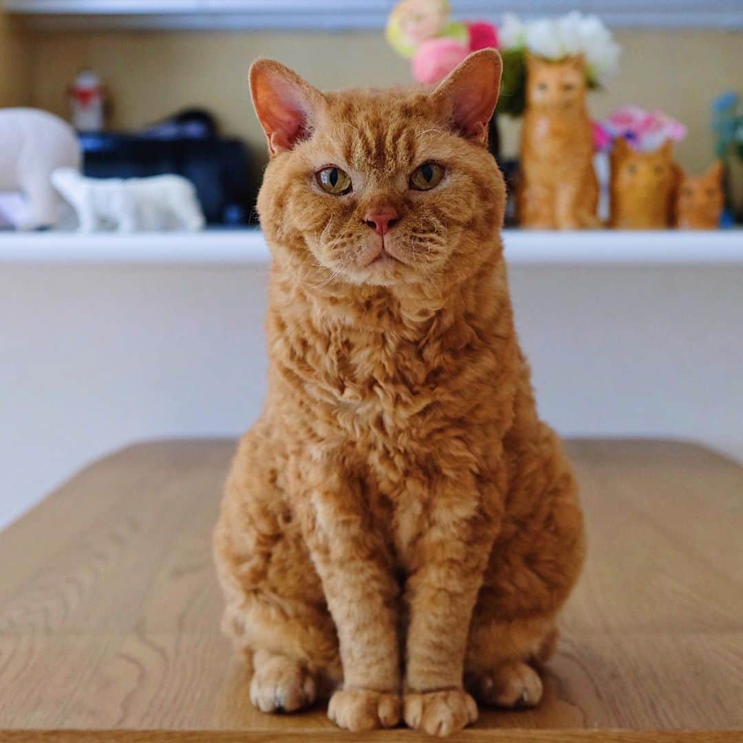 ギネス & ピムスのインスタグラム：「12/10/2020 Happy Monday! ・ Chubby Pimms.  "The stuffed toy caterpillar I got from Nagi is my recent favourite." Have a good week! ・ ・ ピム丸関は洋梨体型🍐 これでもロンドンにいた頃より 200gのダイエットに成功しました。笑 お手手はもふもふで大きめ。 ・ 話は変わり ロンドンで暮らしてた時に購入した 洋服や小物、インテリア雑貨とか クローゼットを整理したく フリーマーケットみたいなもので 販売出来たらいいなと思っているのですが、 何かオススメのイベントなど ご存知でしたら教えて下さい！ とは言ってもお凪がいるので 時間とれるかは謎ですけど… 捨てるのも勿体無いし 買い取りサービスを利用というより ちゃんとお客さまとお話ししながら お譲り出来たらいいなと思ってたり。 なんせお洋服は柄ものなど派手な物が多いですから😂 それでは 今週もよろしくお願いします♬ ・ ・」