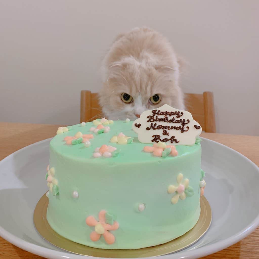 のんたさんのインスタグラム写真 - (のんたInstagram)「今日はぼーちゃんのうちの子記念日でした💗 4年前の今日、私の誕生日に我が家へやってきてくれたぼーちゃん🎁 かわいいケーキでお祝いしてもらいました🎂 あいらぶゆーぼー！ ・ #scottishfold #catstagram_japan #catsofinstagram #cats_of_instagram#catoftheday #ilovemycat #bestmeow #catlover #cutecat #kittensofinstagram #cute #スコティッシュフォールド#うちの子記念日」10月12日 22時31分 - utacci