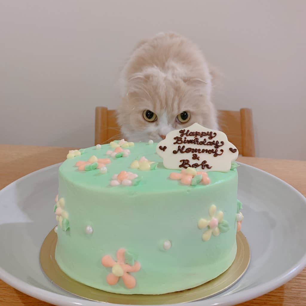 のんたのインスタグラム：「今日はぼーちゃんのうちの子記念日でした💗 4年前の今日、私の誕生日に我が家へやってきてくれたぼーちゃん🎁 かわいいケーキでお祝いしてもらいました🎂 あいらぶゆーぼー！ ・ #scottishfold #catstagram_japan #catsofinstagram #cats_of_instagram#catoftheday #ilovemycat #bestmeow #catlover #cutecat #kittensofinstagram #cute #スコティッシュフォールド#うちの子記念日」