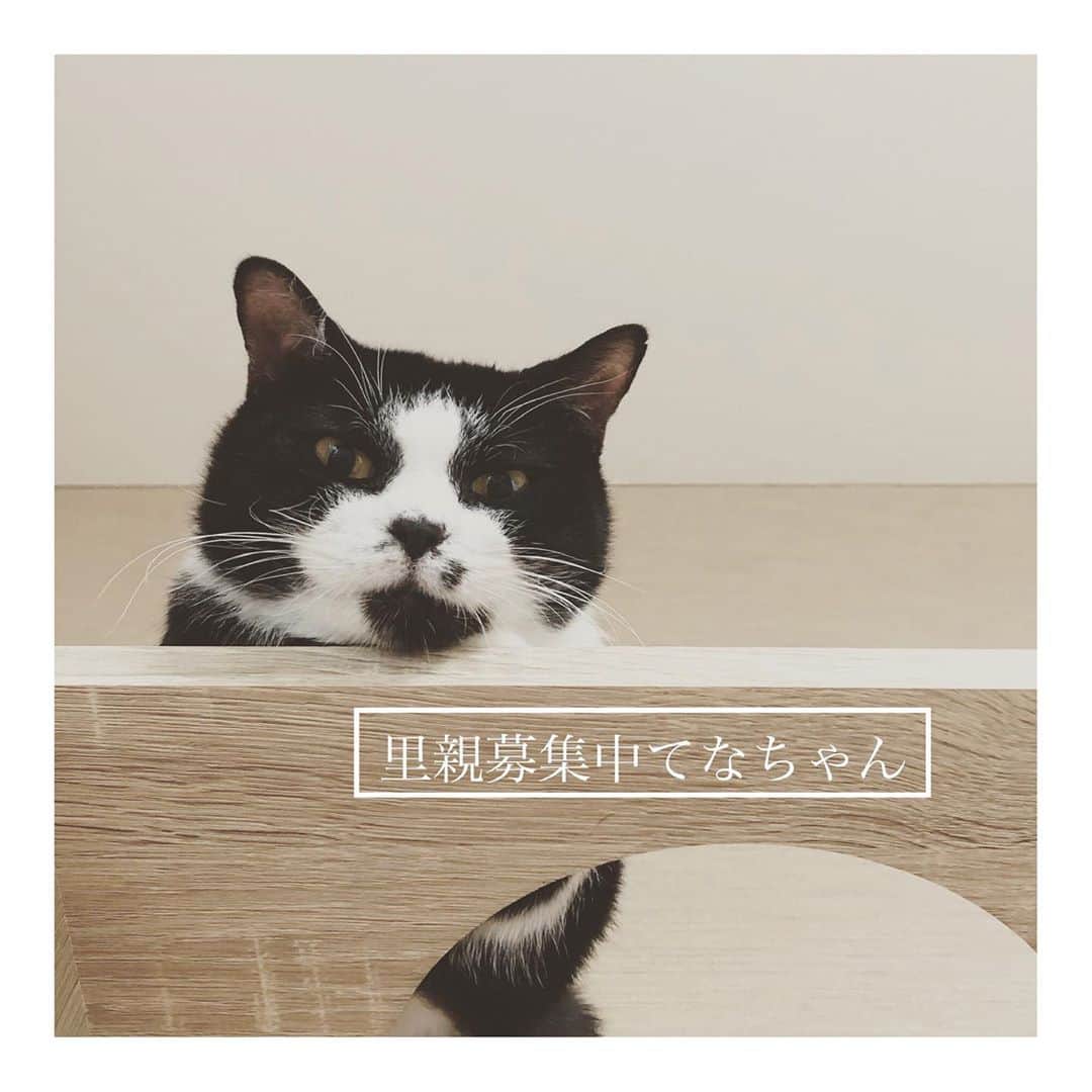 こむぎのインスタグラム：「* 里親募集中のラブリーてなちゃんのこと✨ 岐阜多頭飼育崩壊現場からレスキューされた"てなちゃん" 1/22に我が家でお世話をスタートさせて、もうすぐ9ヶ月になります〜😭早い〜😭  中々ご縁がなく、我が家でお世話する子で最長期間かも…🙀🙀  口内炎が酷く2/7犬歯を含めた全抜歯手術を行いました。 8月くらいに食欲が一時的になくなってステロイド投薬していましたが、今はお薬なしでもモリモリ食べれていて調子良いです🤗  心なしか、現場にいた頃より手足が短くなったような🙄 まるまるコロコロの可愛い子ちゃんになりました😍✨  この崩壊現場で犬歯を含めた全抜歯手術をしたのは、体の小さなてなちゃん、夢ちゃん、ふぐちゃんの3匹です😢 夢ちゃんはご近所で素敵なご縁があり2月には里親さんの元へ🤗 同じ全抜歯のてなちゃん、ふぐちゃんも良いご縁があるといいなぁ😢 ちなみにふぐちゃんは東京の預かりさん( @musashi_kun0508 )の元で里親募集中です🤗 関東地方の方よろしくお願いしますー🙇🏻  てなちゃん一度だけ問い合わせがあったのは夏前だったかなぁ🤔 希望者さんの住居の関係で残念ながらご縁は繋がりませんでしたが、その後も支援物資をお送りくださったりとても優しい方でした😭 そうかと思えば別でお断りした70代の方からは嫌な言葉をかけられたり、ご縁が繋がらないパターンでも色んな人がいるなぁと常々思います〜😂ふぅ😂  てなちゃん本当に甘えん坊で優しくていい子です…😢 今は投薬はしておりませんが、お口の良い状態を保つためにサプリ類を使っています。 猫ちゃんのお口ケアはこの現場の子たちに限らずやった方が良いことだと思いますので、何も特別なことではないです🤗 ただ将来的に食欲が減ってきたり、ヨダレなど症状が出たらお薬を飲ませる必要が出てくるかもしれませんが、他の猫ちゃんでもそれは一緒ですもんね☺️  小さな体の子たち、生き抜くのに必死だったと思います。 今はぬくぬく安心して暮らしていますが、本当の家族に出会えるのを待っていますー😭 どうかどうかご縁がありますように🙏🏻✨✨ #岐阜多頭崩壊レスキュー  #里親募集 #里親募集中 #遠方の方は要相談 #リポスト大歓迎  良ければ写真の下にある紙飛行機マークから簡単にストーリーでシェア出来るようになっていますー🤗 ご協力よろしくお願いします🙇🏻🙇🏻🙇🏻  崩壊現場出身の募集中の子たちは残り20匹！ 詳しくは @comugineko をご覧ください🙏🏻✨ ストーリーのハイライトにも里親募集中の子たちの写真や崩壊現場の様子を載せています🙆‍♀️」