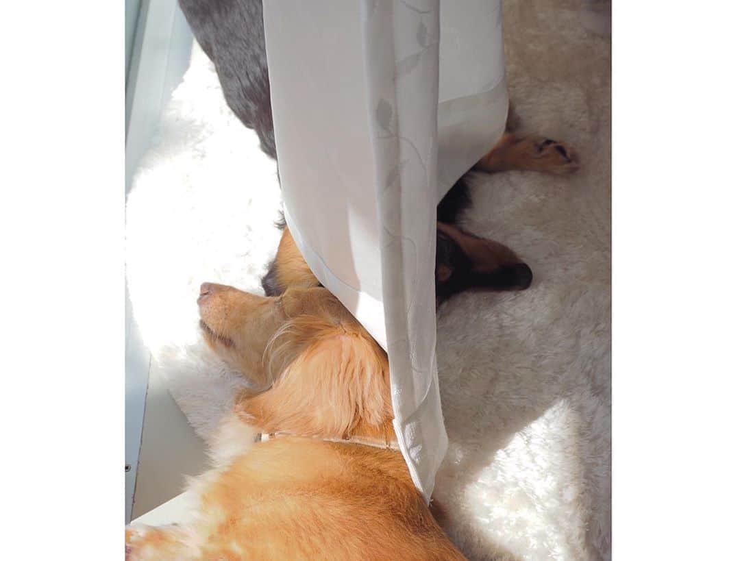 のインスタグラム：「日向ぼっこそらともも🐶🐾🐶 ☺︎ 体の向きはたがい違いで頭ごっつんこしてる😄 ☺︎ #日に当たるとまだ暑いけど#日向ぼっこ#頭くっつけて寝てる #そらはおちりが#ももはおててが#見えてるよ#しばらくしたら#水がぶ飲み#冷たい場所でクールダウン #仲良し#そらともも #ダックス#ミニチュアダックス #dachshund #miniaturedachshund」
