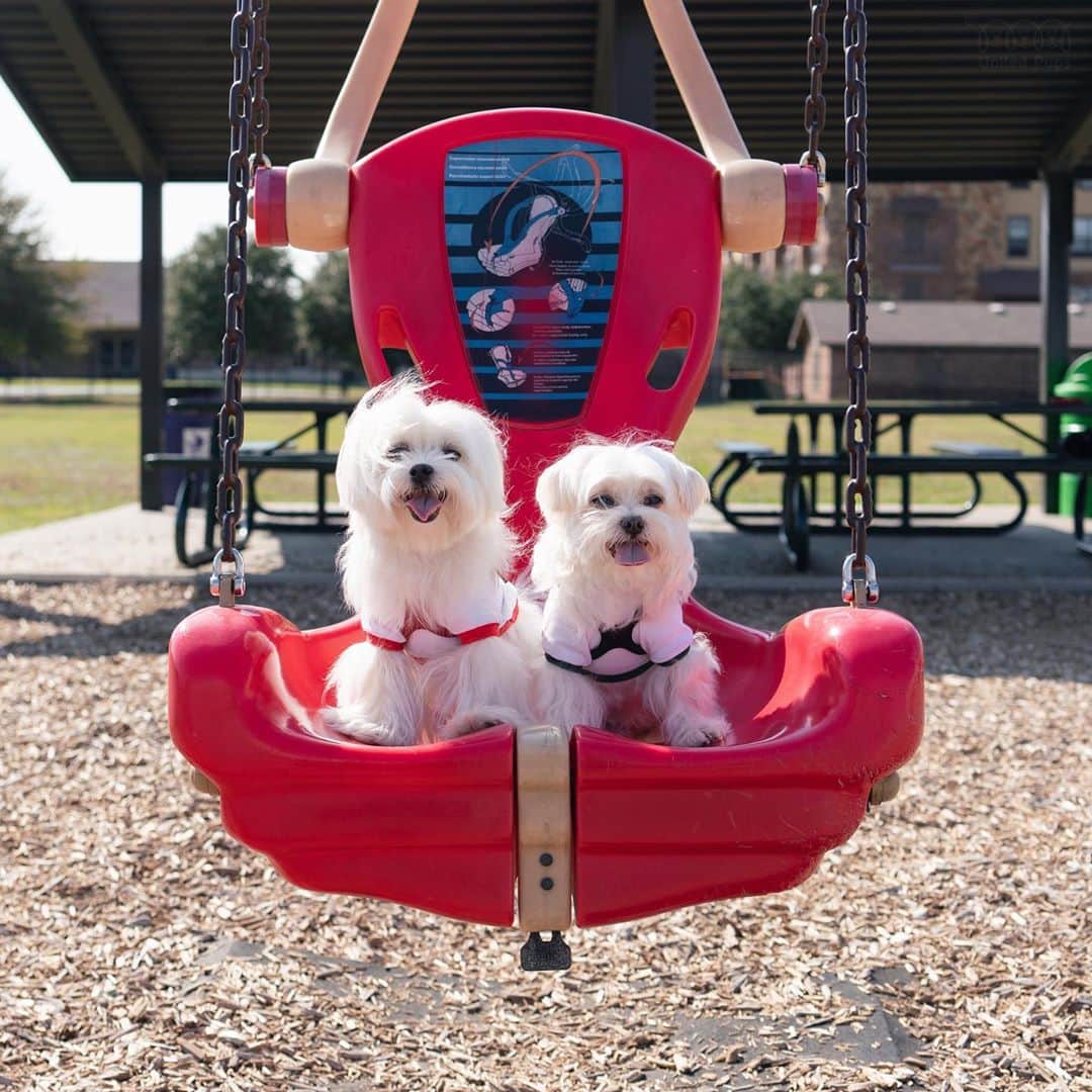 hi.arodさんのインスタグラム写真 - (hi.arodInstagram)「Let's swing our way to next year!  Who is with me?✌️ ・・ ・  #swing#adoreyou#swinging#whoiswithme#letsplay#lovepark#parkfun#parkday#smiledog#dogsmile#happydoggy#happydoggo#happydogs#happydoglife#happydoghappylife#happydogday#happydoggie#happydogslife#whitedog#twodogs#dogslife#dogslifestyle#dogslife🐶#🐶#maltipoo#morkie#malteseofficial#malteselover#maltesedog#maltese」10月12日 22時42分 - hi.arod