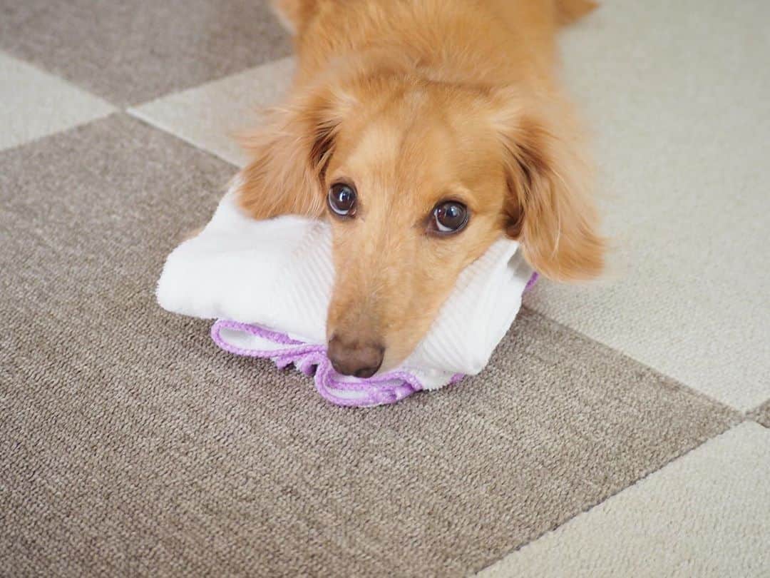 のインスタグラム：「これはダメ🐶🐾 ☺︎ たたんだ洗濯物 これだけ片付けられない😥 ☺︎ #洗濯物#たたむ前から乗ってる#どんどんとられて #これしか残ってない#これはダメ#そんな顔されたら#片付けられないよ #ダックス#ミニチュアダックス #dachshund #miniaturedachshund」