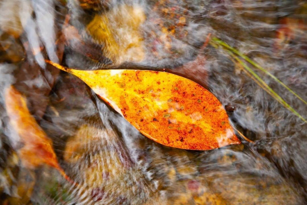 Michael Yamashitaさんのインスタグラム写真 - (Michael YamashitaInstagram)「Water colors: Mogami River, Yamagata, Japan. 17th-century poet Matsuo Bashō composed several haiku regarding the river during his travels alongside it. #mogami #mogamiriver #fallcolors #yamagata #tohoku #basho」10月12日 22時55分 - yamashitaphoto