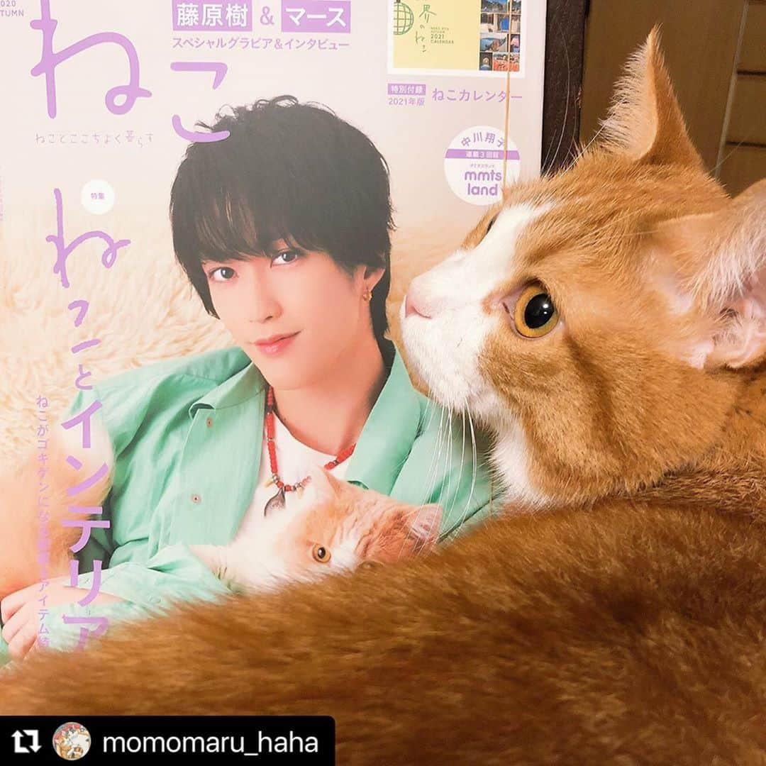 ねこさんのインスタグラム写真 - (ねこInstagram)「@momomaru_haha さん、ありがとうございます😊💕 気合いを入れて文字を書き書きさせてもらいましたっ🍖喜んでくれてうれぴー💕 またずっしりお団子ショット楽しみにしてるねっ🍡📸❤️ #Repost @momomaru_haha with @make_repost ・・・ 本日発売の雑誌「ねこ 116号」の「第2回 #ねこは人を笑顔にする 」に、団子ねこねこ の写真を掲載いただきました！ 手書きコメントが可愛くて楽し嬉しい❤︎ @neko_magazine さま、ありがとうございました。  この写真、まるが ぶちゃいく なので、撮った時はお蔵入りしてたのだけど、@lala_stamp さまや @rei4834 さまが絵にしてくださったので、お気に入りになりましたん。 。 #ねこ116号 #neko_magazine  #にゃんこバッグ参加したい #peppyフォト部 #みんなイヌみんなネコフォトコンテスト #猫カレンダー2022参加したい #猫壱キャンペーン #幸せ猫ぐらし #とろねこチャレンジ #ねこは人を笑顔にする #猫 #多頭飼い #保護猫 #ipet #LIMIA #サンデイ #ペコねこ部 #ねこすた #ねこのきもち#ねこのきもち部 #nyancon01 #cats_giftmall #peppyフォト部 #sippo #sippoストーリー  #ペトラフ #エブリニャン @todays_cat0 #ずっと一緒にいようにゃん #猫好きさんと繋がりたい」10月12日 22時59分 - neko_magazine