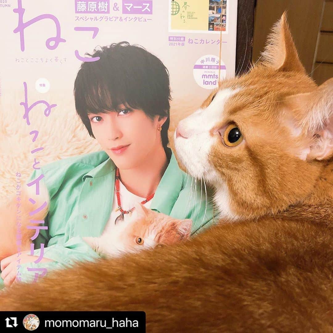 ねこのインスタグラム