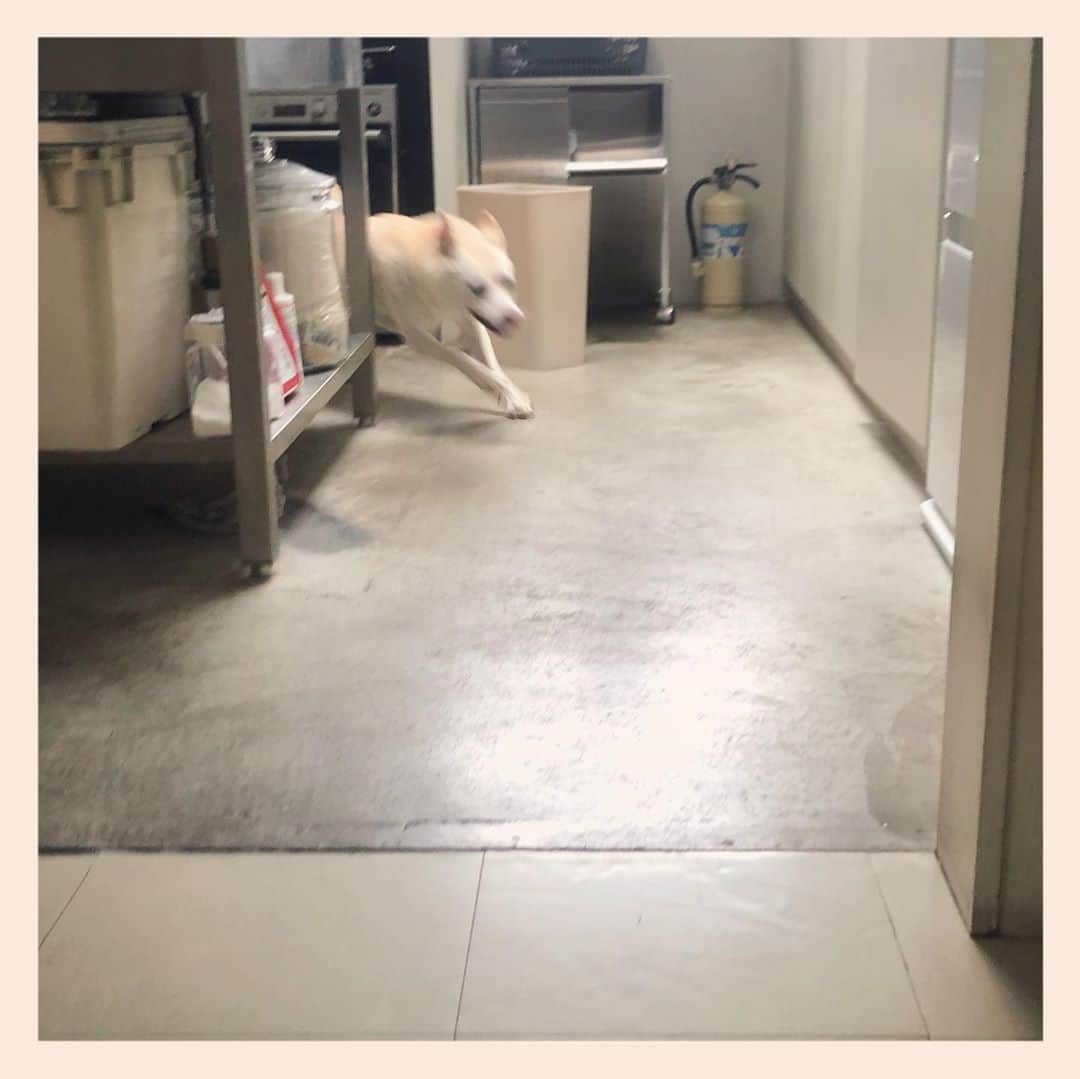パンといっぴきのインスタグラム：「2〜4周目。だんだんスピードがおちてきます。  #元保護犬 #雑種犬 #crossbreed #mixdog #キップル14歳　#走る犬」