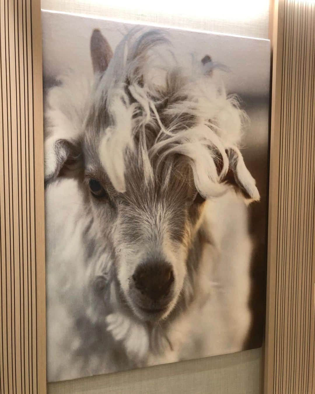 ALEXAさんのインスタグラム写真 - (ALEXAInstagram)「It was my pleasure to be invited for the private preview of Loro Pianas Ginza shop today. I learned about the unique lotus fiber that they use and traditional wool brushing technique on their Mongolian goats ❤︎ The quality and softness of their cashmere is outstanding~  #LoroPianaGinza #Tokyo #Weirdcore #RyuichiSakamoto #anodysseyoftouch」10月12日 23時10分 - alexa_luczak