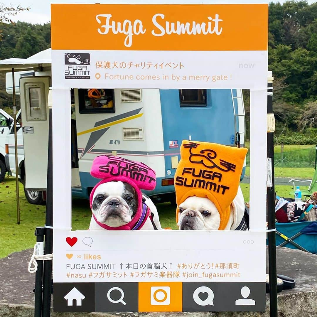 Udon うどんさんのインスタグラム写真 - (Udon うどんInstagram)「低血圧な首脳犬。 #けいじー両鼻水出てる ? #どんうーまだ脳が寝てます #フガサミット  . #frenchie #frenchbulldog #frenchies1 #frenchieworld #frenchies #instadog #dog #udon #buhi #batpig #love #cute #犬 #フレブル #フレンチブルドッグ #ブヒ #うどん」10月12日 23時10分 - udon_mama