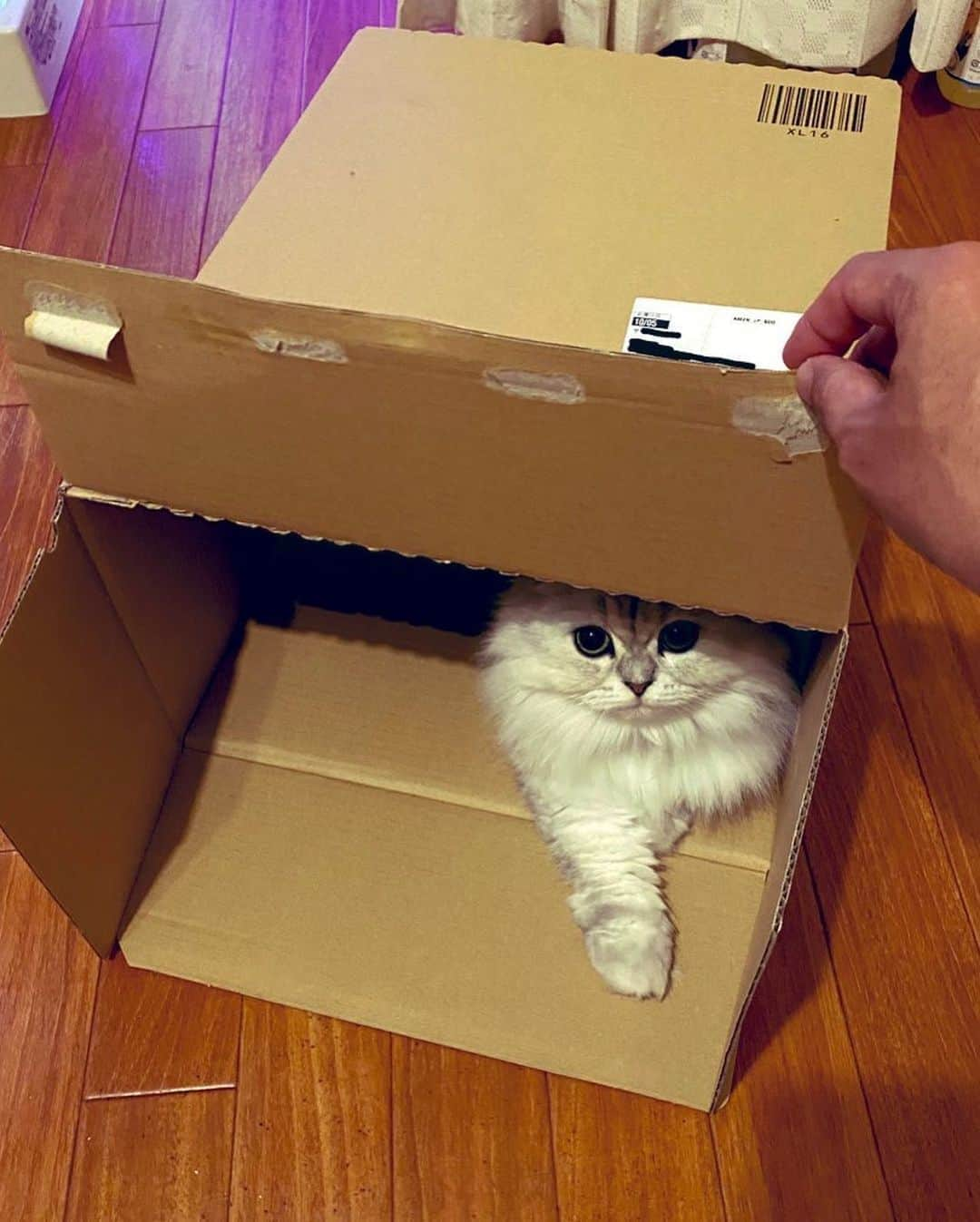 シオマリアッチさんのインスタグラム写真 - (シオマリアッチInstagram)「amazonから鬼あちーの届いたよ🐱😎  #猫 #ペルシャ #チンチラのいる暮らし #amazon #鬼あちーの」10月12日 23時15分 - shiomariacchi