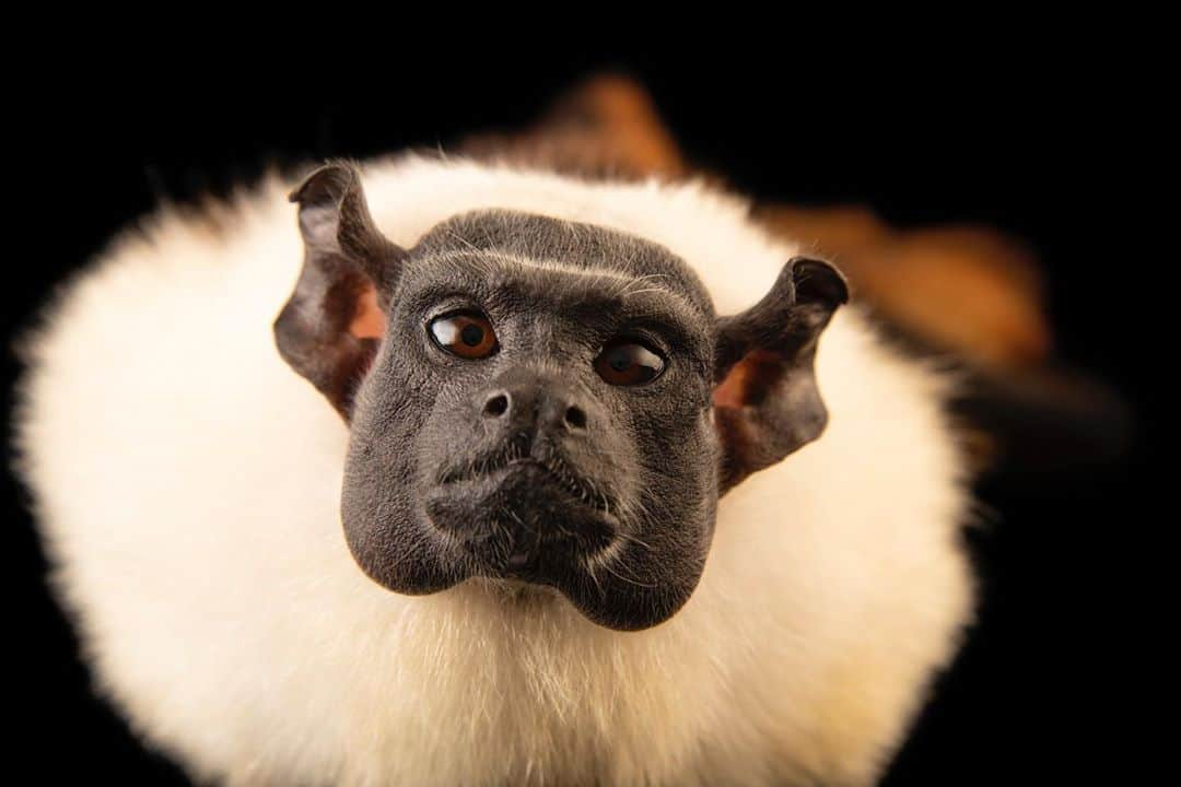 Joel Sartoreさんのインスタグラム写真 - (Joel SartoreInstagram)「As we count down to the premiere of the Photo Ark special which airs Saturday at 10/9pm central on NatGeo Wild, we’re showcasing a number of the animals you’ll meet on the show. First up is the pied tamarin! These peculiar looking primates are a species known for their distinct forms of communication. For example, tongue flicking, in which the tamarin moves its tongue rapidly in and out of its mouth over its lips, can be a sign of recognition, as well as an expression of anger or curiosity. Photo taken at CETAS IBAMA AM. #piedtamarin #tamarin #primate #monkey #communication #PhotoArkSpecial #PhotoArk #savetogether」10月12日 23時22分 - joelsartore