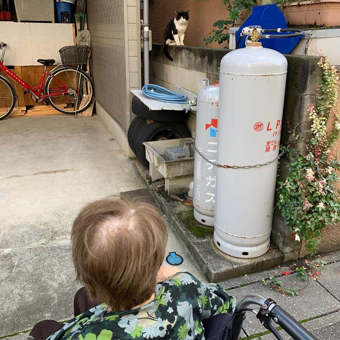 Kachimo Yoshimatsuさんのインスタグラム写真 - (Kachimo YoshimatsuInstagram)「バーバさんのデイサービスのお迎えが、ちょっと遅れそうなんで散歩。 そうしたらイカスミが塀の上にいた。 「おいで〜、おいで〜」 と、やっぱり声をかける😃 #うちの猫ら #ikasumi #バーバ #バーバと猫 #猫 #ねこ #cat #ネコ #catstagram #ネコ部 http://kachimo.exblog.jp」10月13日 10時30分 - kachimo