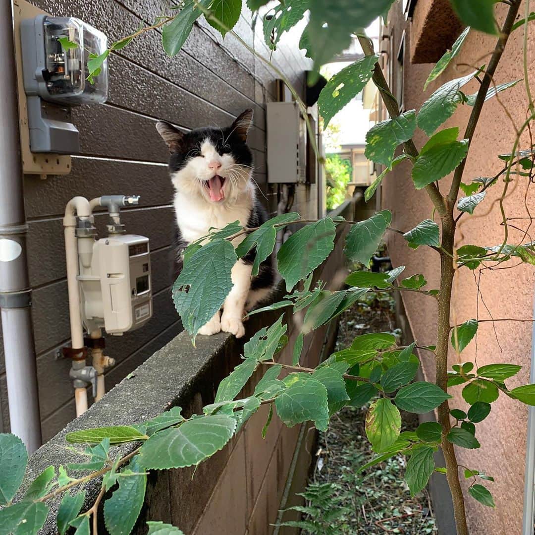Kachimo Yoshimatsuさんのインスタグラム写真 - (Kachimo YoshimatsuInstagram)「バーバさんのデイサービスのお迎えが、ちょっと遅れそうなんで散歩。 そうしたらイカスミが塀の上にいた。 「おいで〜、おいで〜」 と、やっぱり声をかける😃 #うちの猫ら #ikasumi #バーバ #バーバと猫 #猫 #ねこ #cat #ネコ #catstagram #ネコ部 http://kachimo.exblog.jp」10月13日 10時30分 - kachimo