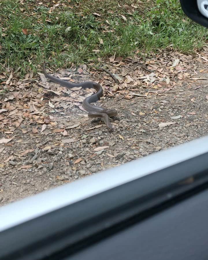 Flight Facilitiesのインスタグラム：「On the driveway to the studio, one of the biggest brown snakes we’ve ever seen. A little taste of Australia for the morning. Oh and for anyone wondering - yes. VERY deadly.」