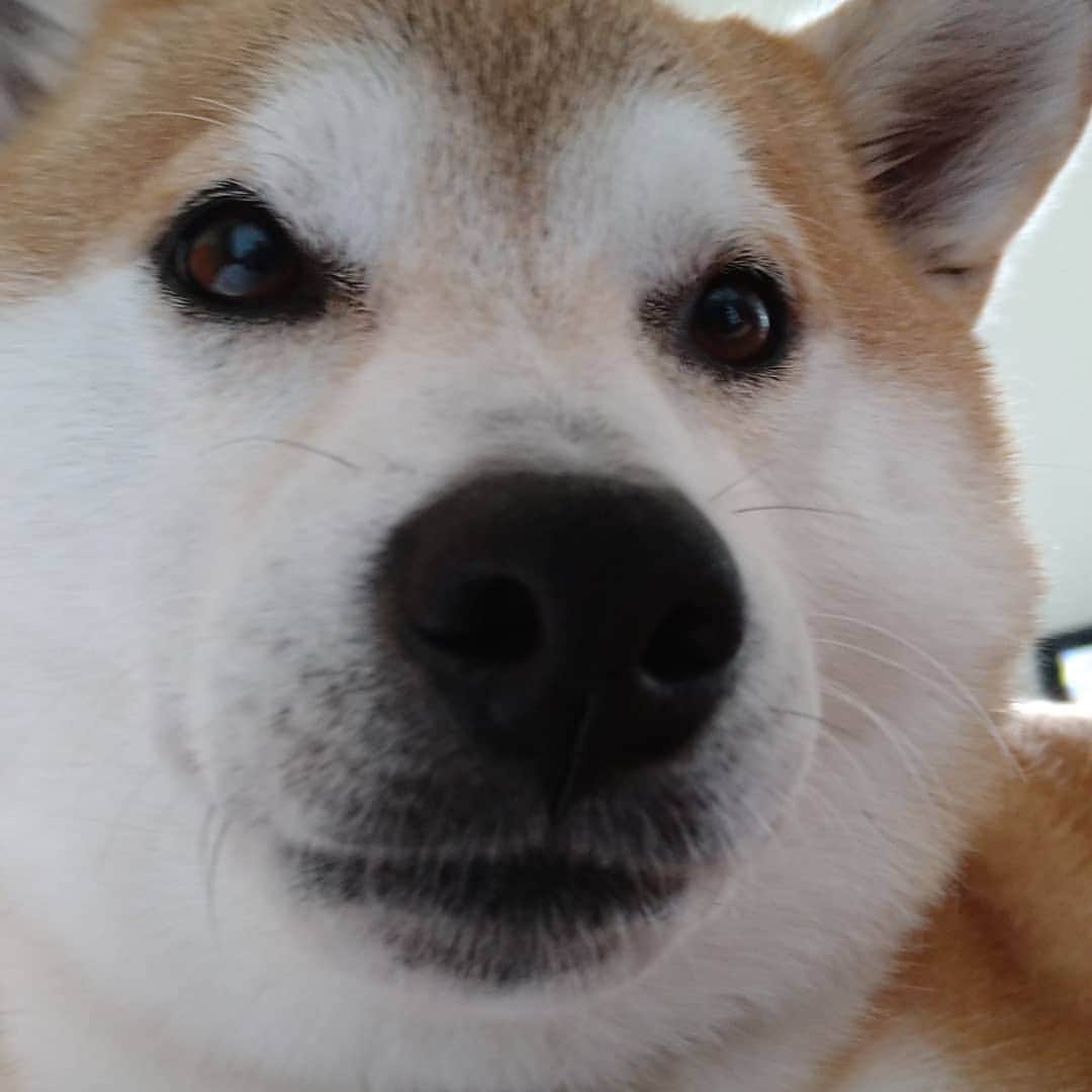 柴犬⭐️サスケのインスタグラム：「おはわん #柴犬#赤柴#ふわもこ部#わんだフォ #犬ら部 #茶助#北海道#柴北会 #いぬのいる暮らし #いぬすたぐらむ #pecoいぬ部 #shibagram #shibastagram #shibasnap #🐶#🐶📷 #むちむち」