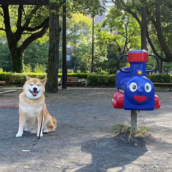 まる（まるたろう）さんのインスタグラム写真 - (まる（まるたろう）Instagram)「Thomas and me ✨🐶🚂✨トーマス見つけた！ #今日はいい事あると思う #ふふふ #出会いに感謝  #機関車トーマス」10月13日 9時44分 - marutaro