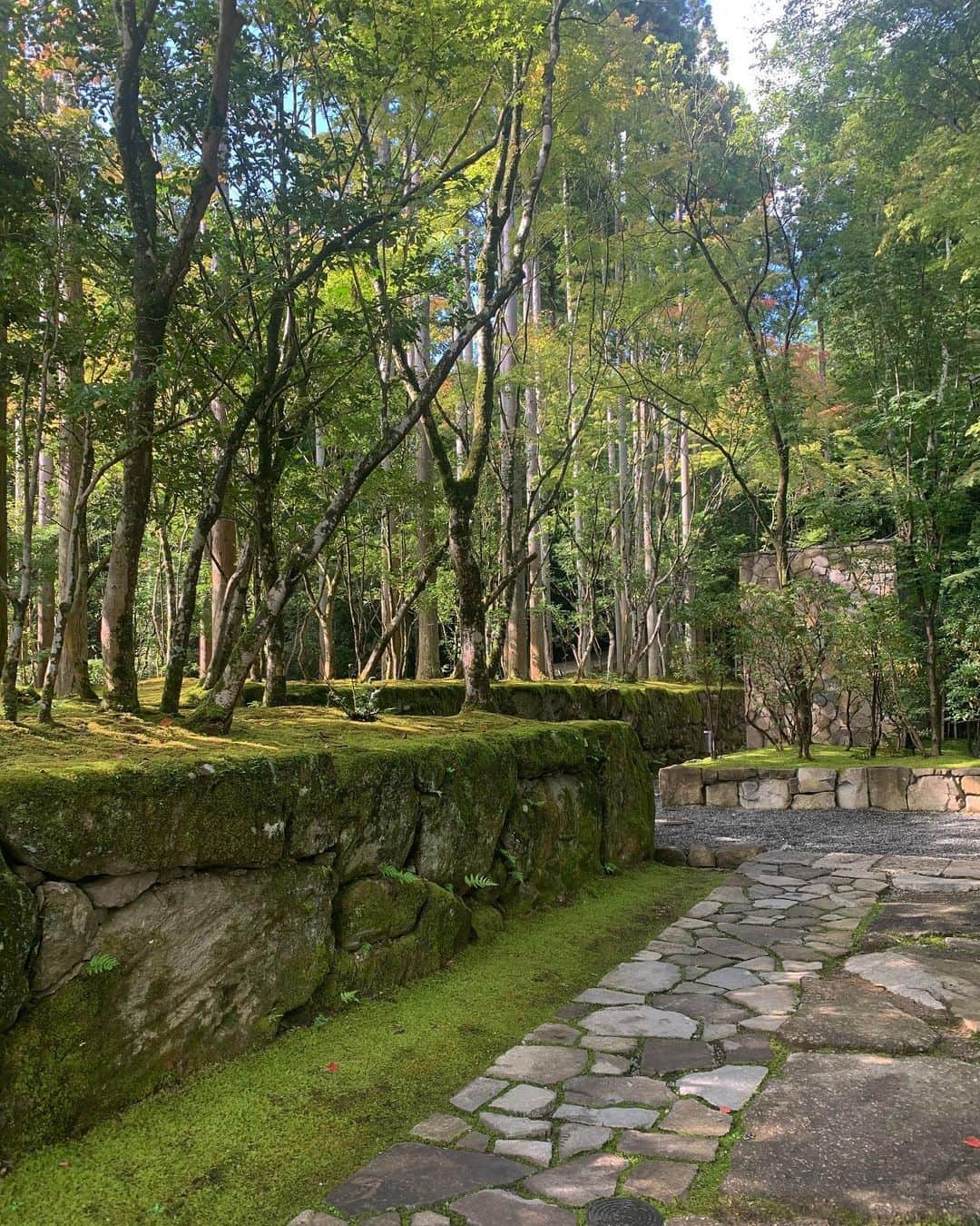 椎名美月さんのインスタグラム写真 - (椎名美月Instagram)「グリーンってどうしてこんなに癒されるのだろう…  #緑 #green #苔 #苔のむすまで #日本 #japan #culture #文化」10月13日 9時51分 - mizkiss