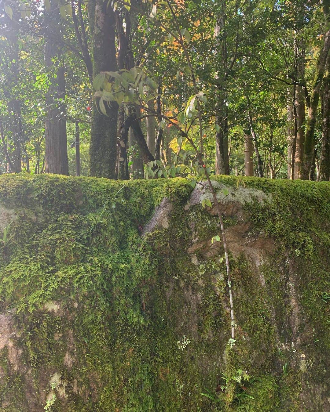 椎名美月さんのインスタグラム写真 - (椎名美月Instagram)「グリーンってどうしてこんなに癒されるのだろう…  #緑 #green #苔 #苔のむすまで #日本 #japan #culture #文化」10月13日 9時51分 - mizkiss