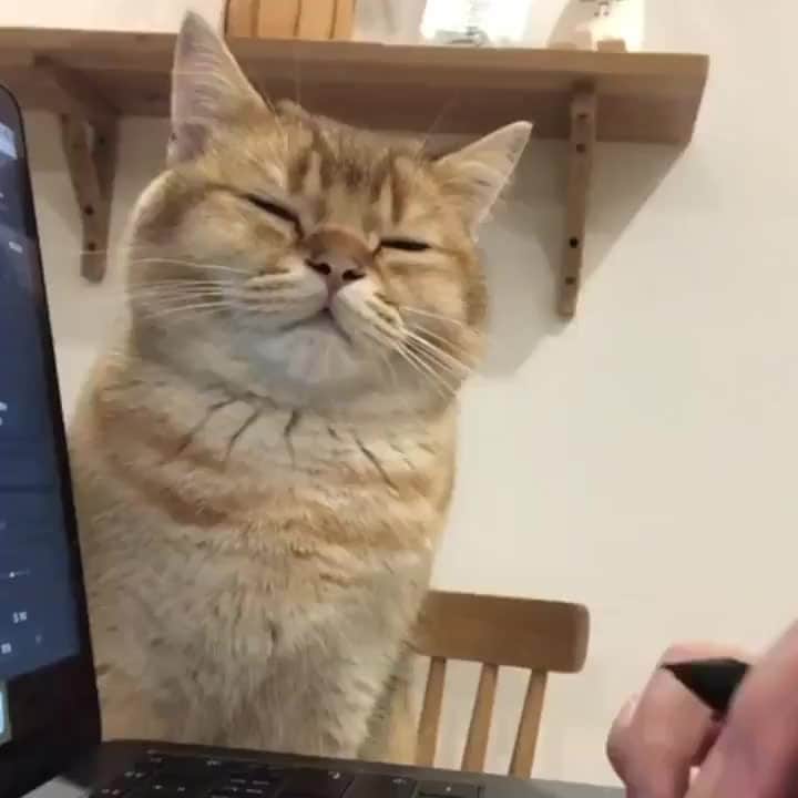 Aww Clubのインスタグラム