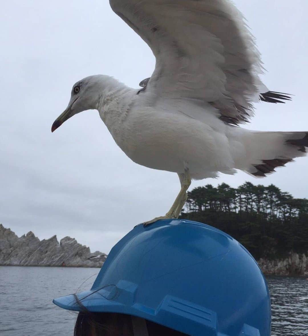 石塚もえさんのインスタグラム写真 - (石塚もえInstagram)「3年前家族と岩手旅行に行った時の写真です🦆 皆さんもぜひカモメを頭に乗せてみてください！w   #旅行#カモメ#岩手観光  #ミスコン#ミス東北学院」10月13日 10時01分 - tgu_miss203