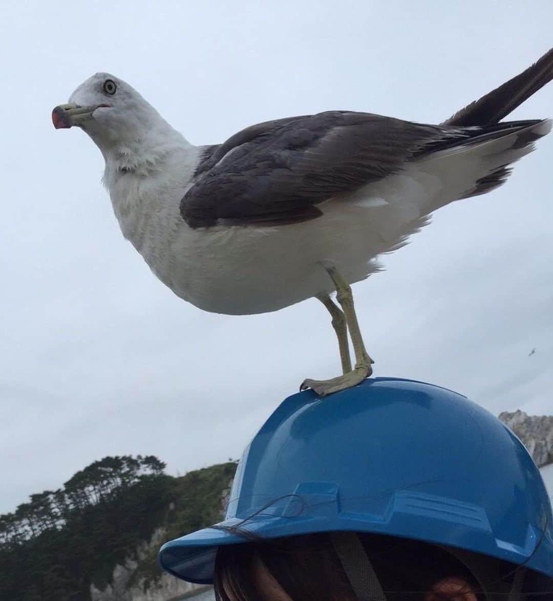 石塚もえさんのインスタグラム写真 - (石塚もえInstagram)「3年前家族と岩手旅行に行った時の写真です🦆 皆さんもぜひカモメを頭に乗せてみてください！w   #旅行#カモメ#岩手観光  #ミスコン#ミス東北学院」10月13日 10時01分 - tgu_miss203