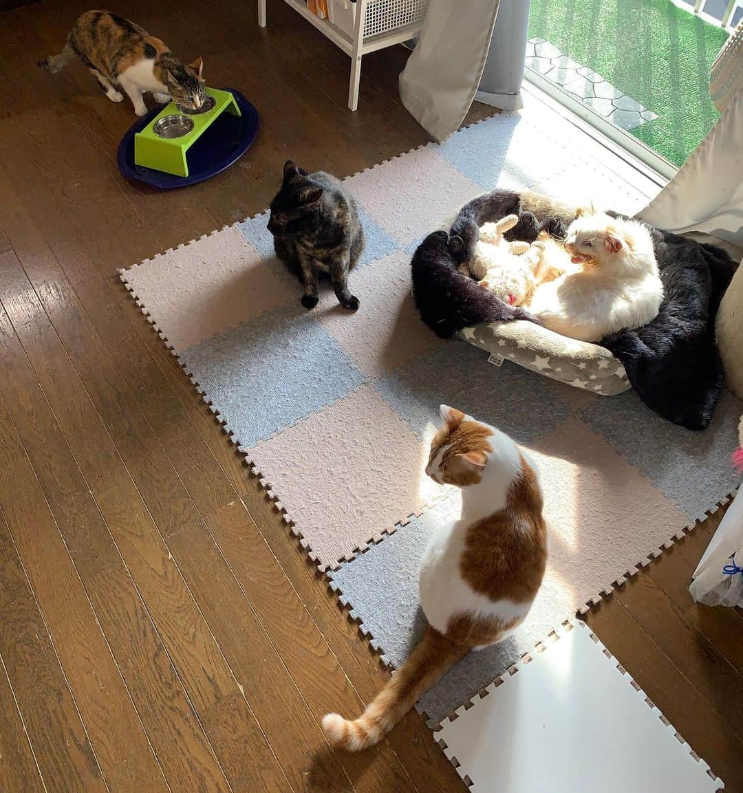 Kachimo Yoshimatsuさんのインスタグラム写真 - (Kachimo YoshimatsuInstagram)「居間の4匹 4 in the living room  なかなか4匹を1枚におさめるは難しい。  #うちの猫ら ＃猫 #ねこ #cat #ネコ #catstagram #ネコ部 http://kachimo.exblog.jp」10月13日 10時11分 - kachimo