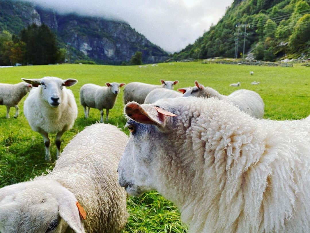 Hanneli Mustapartaさんのインスタグラム写真 - (Hanneli MustapartaInstagram)「We just had the most amazing trip to @292aurland and I want to go back so bad. The fall colors took our breath away and it was such a good trip to do with a one year old. Ferdinand got to get eggs from the hens at our hotel each morning and met sheep’s that he’s only seen in his books so far🐑💖」10月13日 1時32分 - hannelim